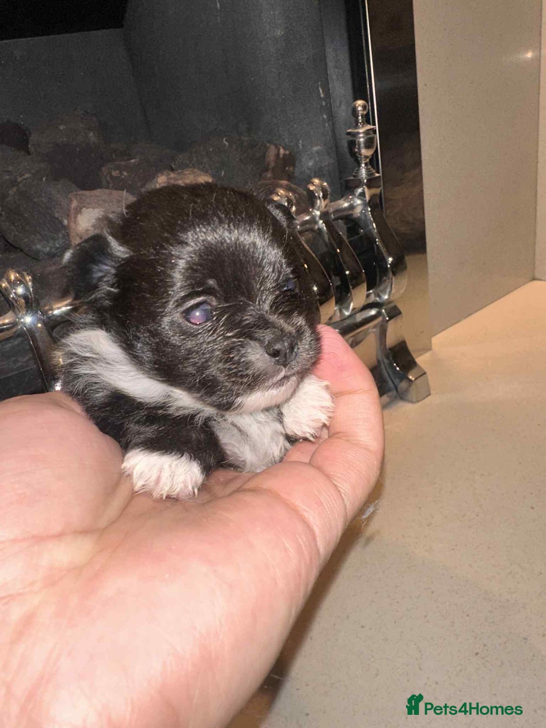 Pomeranian dogs for sale: Champion bloodline Pomeranian puppies  - Image 10