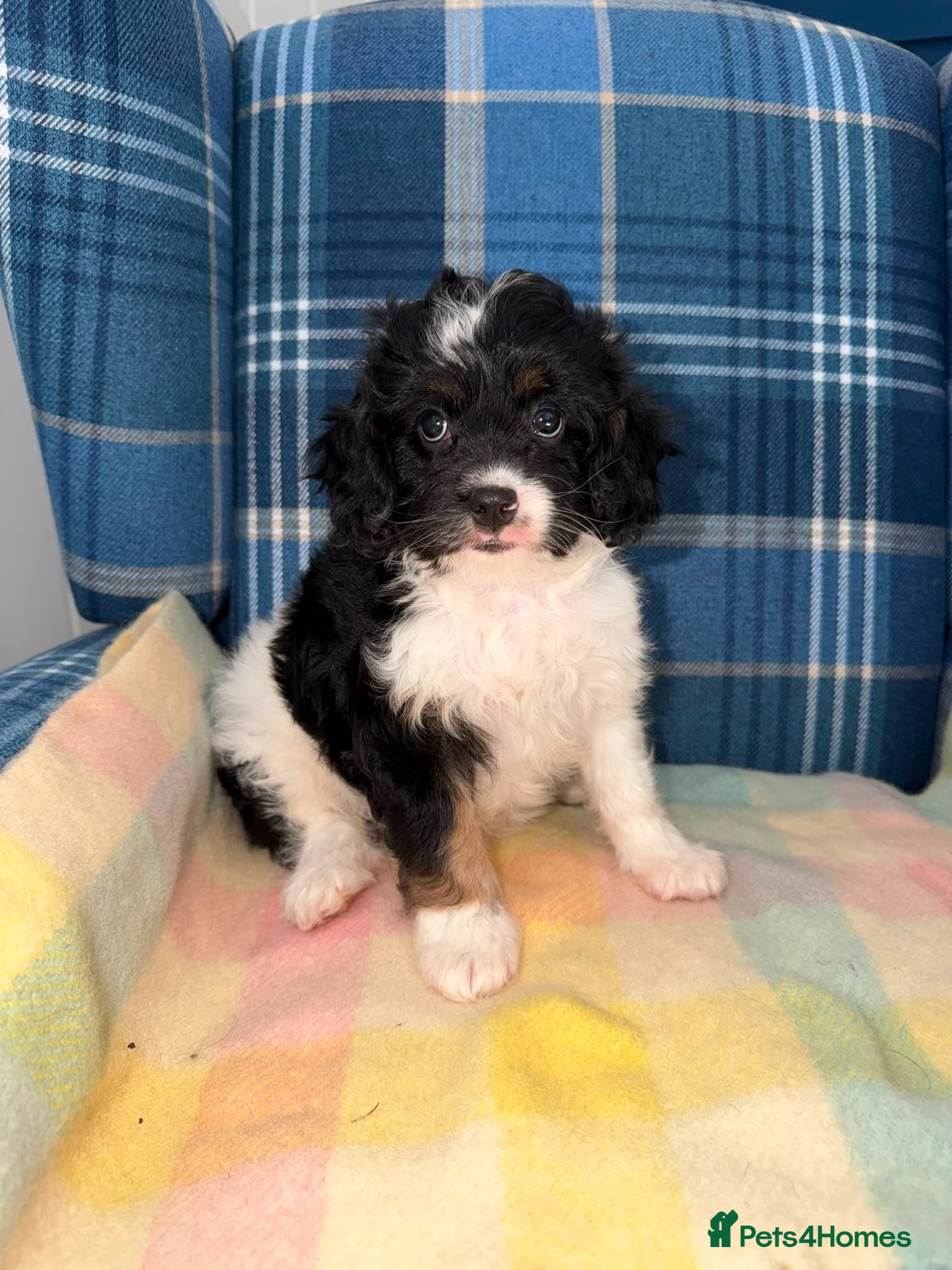 Cavapoo dogs One Stunning Tri Colour Cavapoo Girl - Advert 1