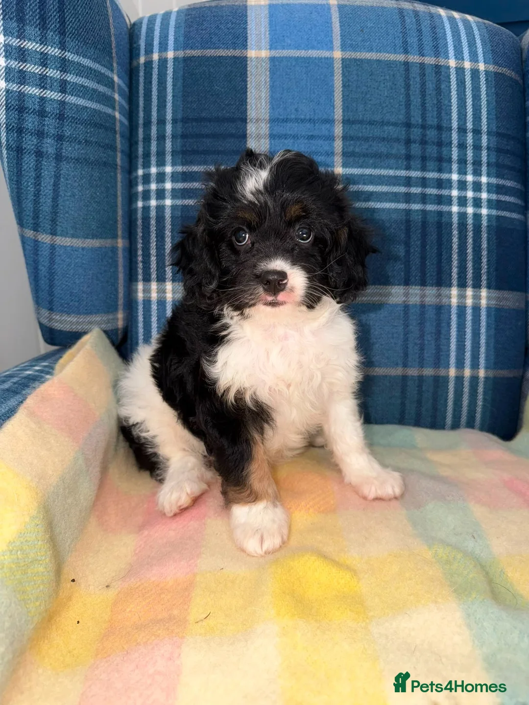 Cavapoo dogs for sale: 💜💖One Stunning Tri Colour Cavapoo Girl🩷💜 - Advert 1