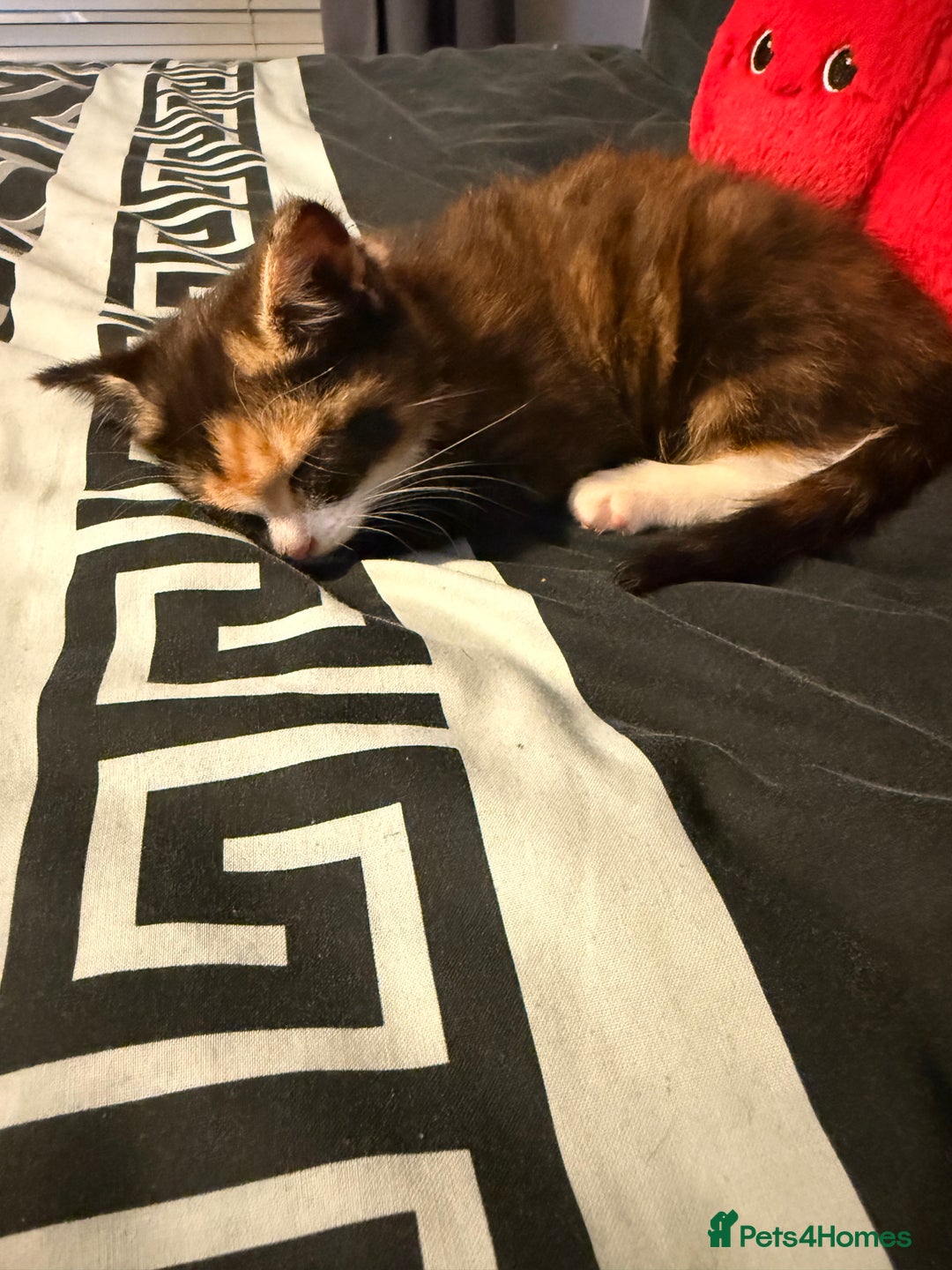 Mixed Breed cats for sale: Two female kittens for sale- black and calico  - Advert 17