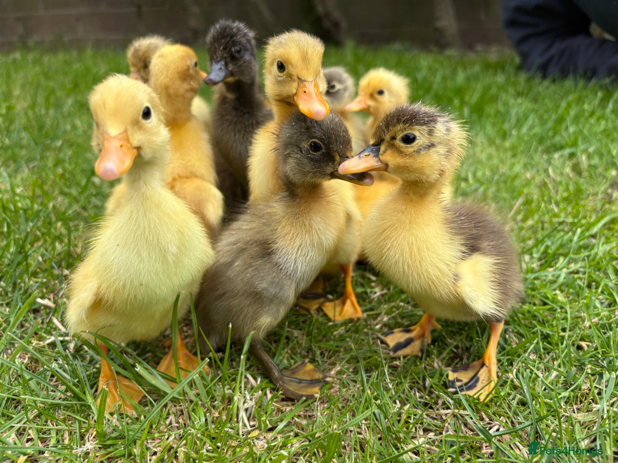 Ducks poultry Indian runner ducklings available  - Advert 1