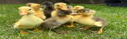 Ducks poultry for sale: Indian runner ducklings hatch due 14/07 - Advert 5