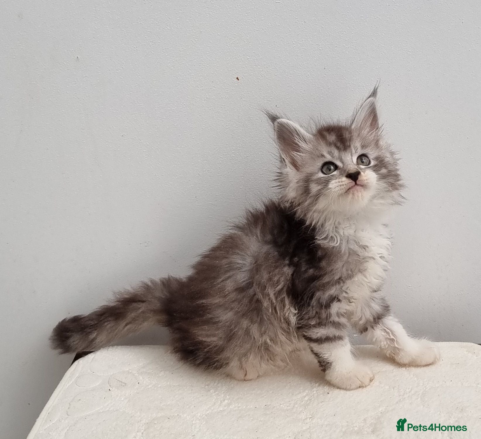 Maine Coon cats GCCF registered pedigree Maine Coon Kittens  - Advert 1
