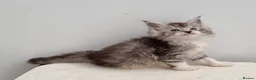 Maine Coon cats for sale: GCCF registered pedigree Maine Coon Kittens  - Advert 1