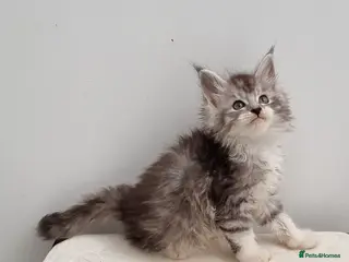 Maine Coon cats GCCF registered pedigree Maine Coon Kittens - Advert 1