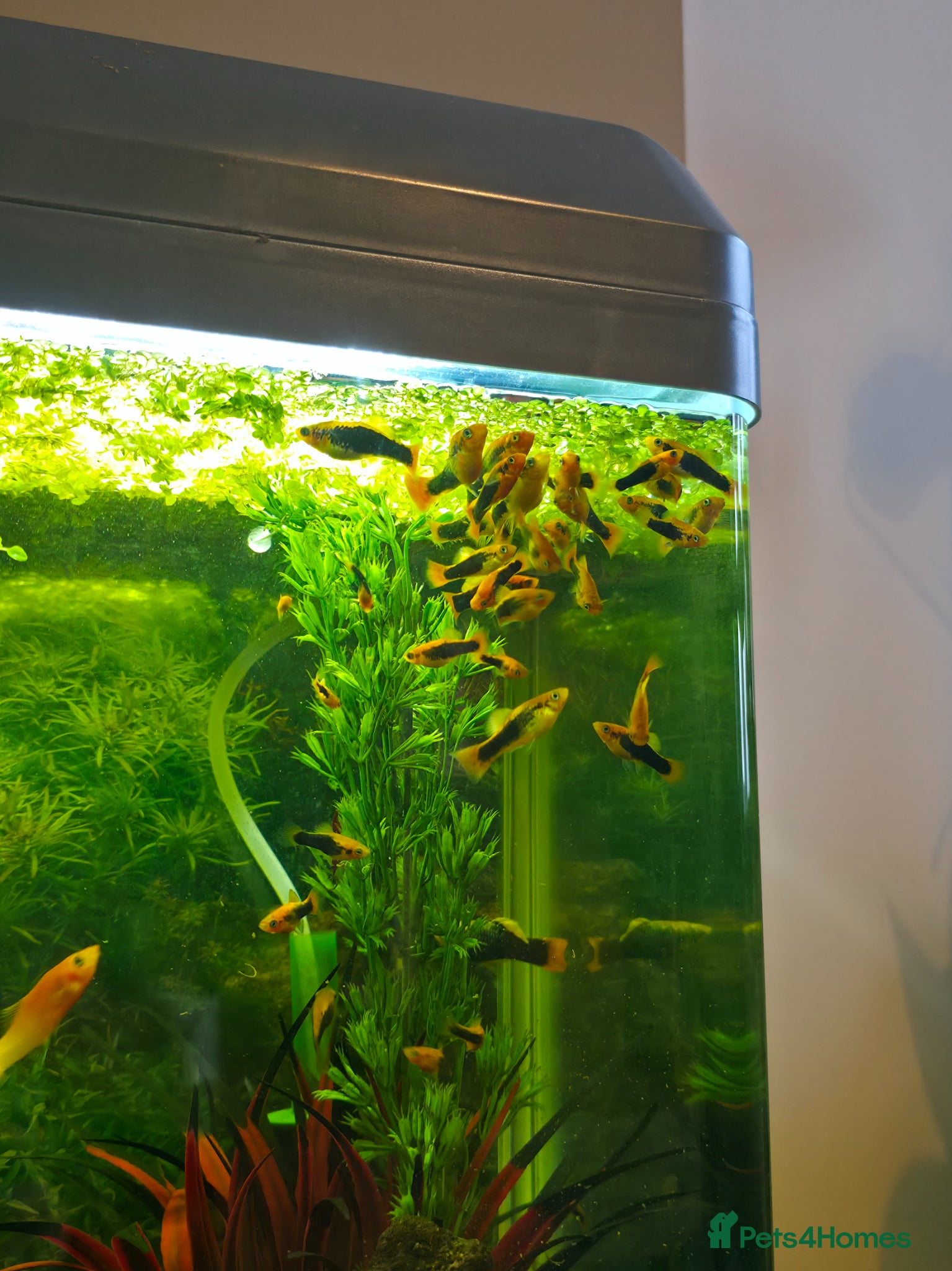 Mollies fish Healthy mollies  - Advert 2