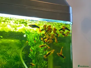 Mollies fish Healthy mollies - Advert 2