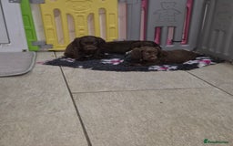 Cocker Spaniel dogs for sale: Working cocker puppies for sale - Image 5