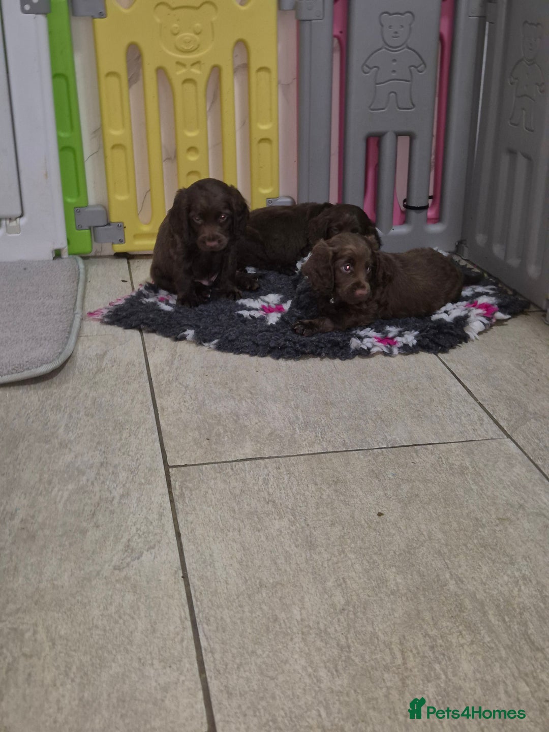 Cocker Spaniel dogs for sale: Working cocker puppies for sale - Image 5