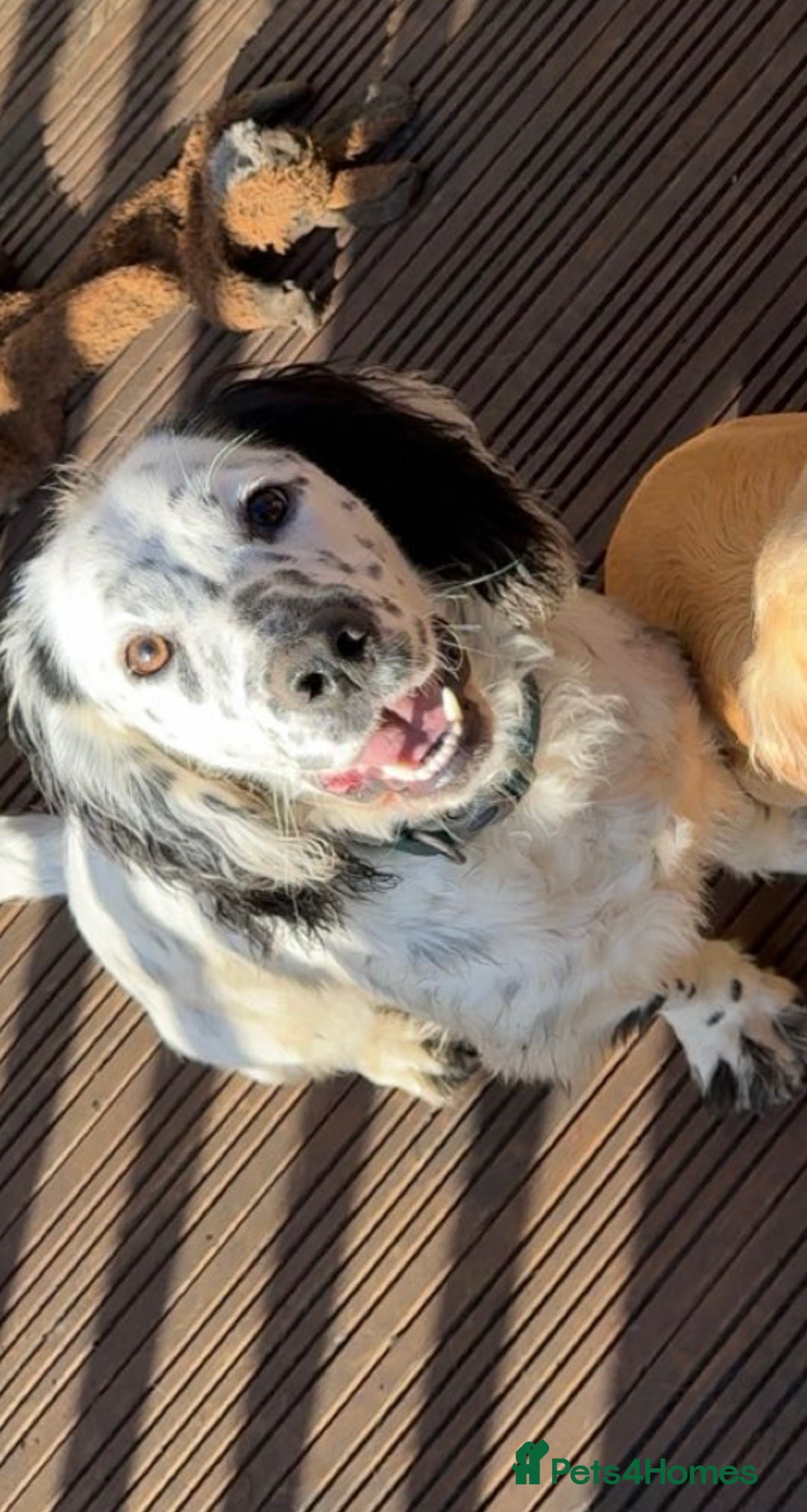 Cocker Spaniel dogs for sale: Male cocker spaniel  - Advert 3