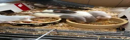 Rat rodents for sale: BEAUTIFUL BABY TAME RATS  - Advert 12
