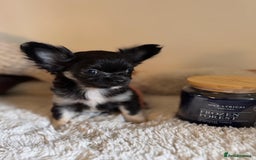 Chihuahua dogs for sale: One left! KC Reg Chihuahua Puppies-  Ready Now - Image 18