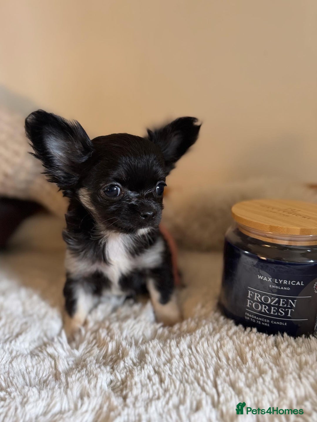 Chihuahua dogs for sale: One left! KC Reg Chihuahua Puppies-  Ready Now - Image 18