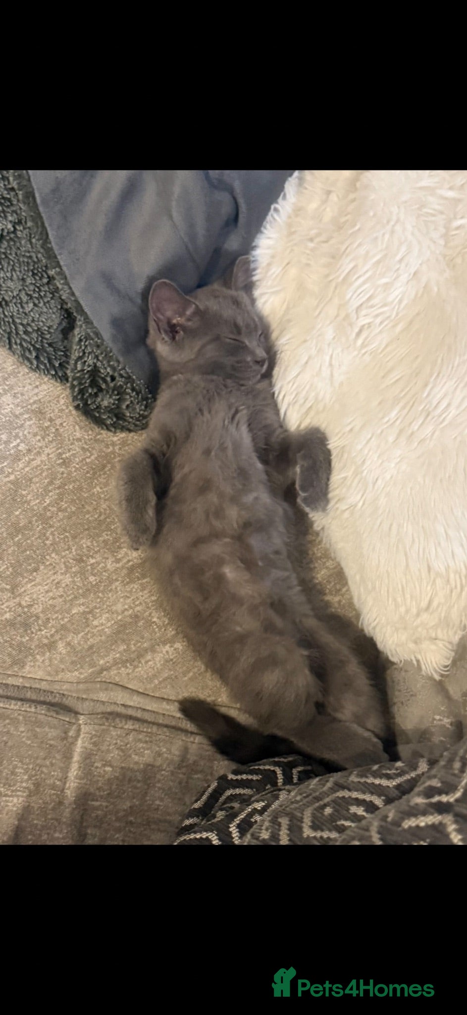 Mixed Breed cats Gorgeous female grey Kitten 22 weeks old.  - Advert 1
