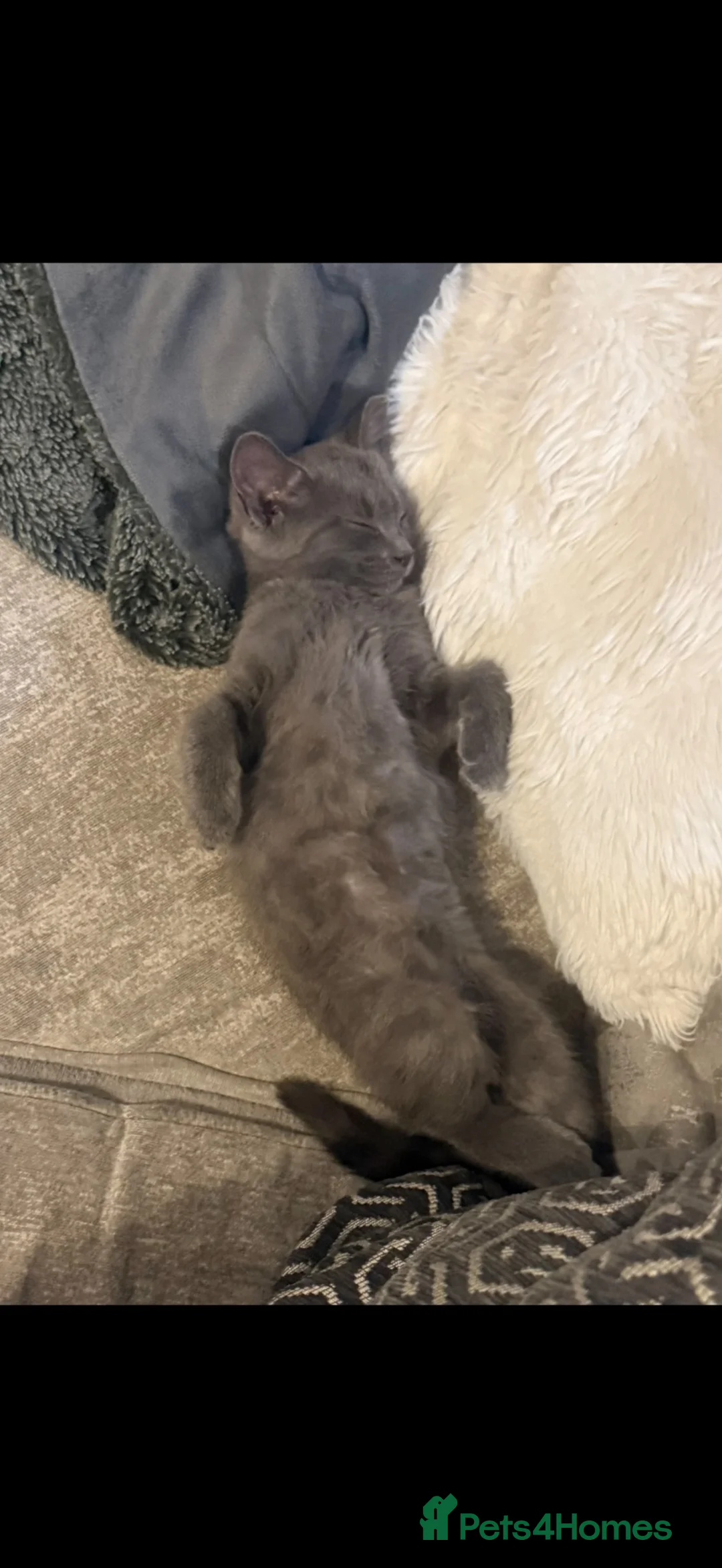 Mixed Breed cats for sale: Gorgeous female grey Kitten 22 weeks old.  - Advert 2