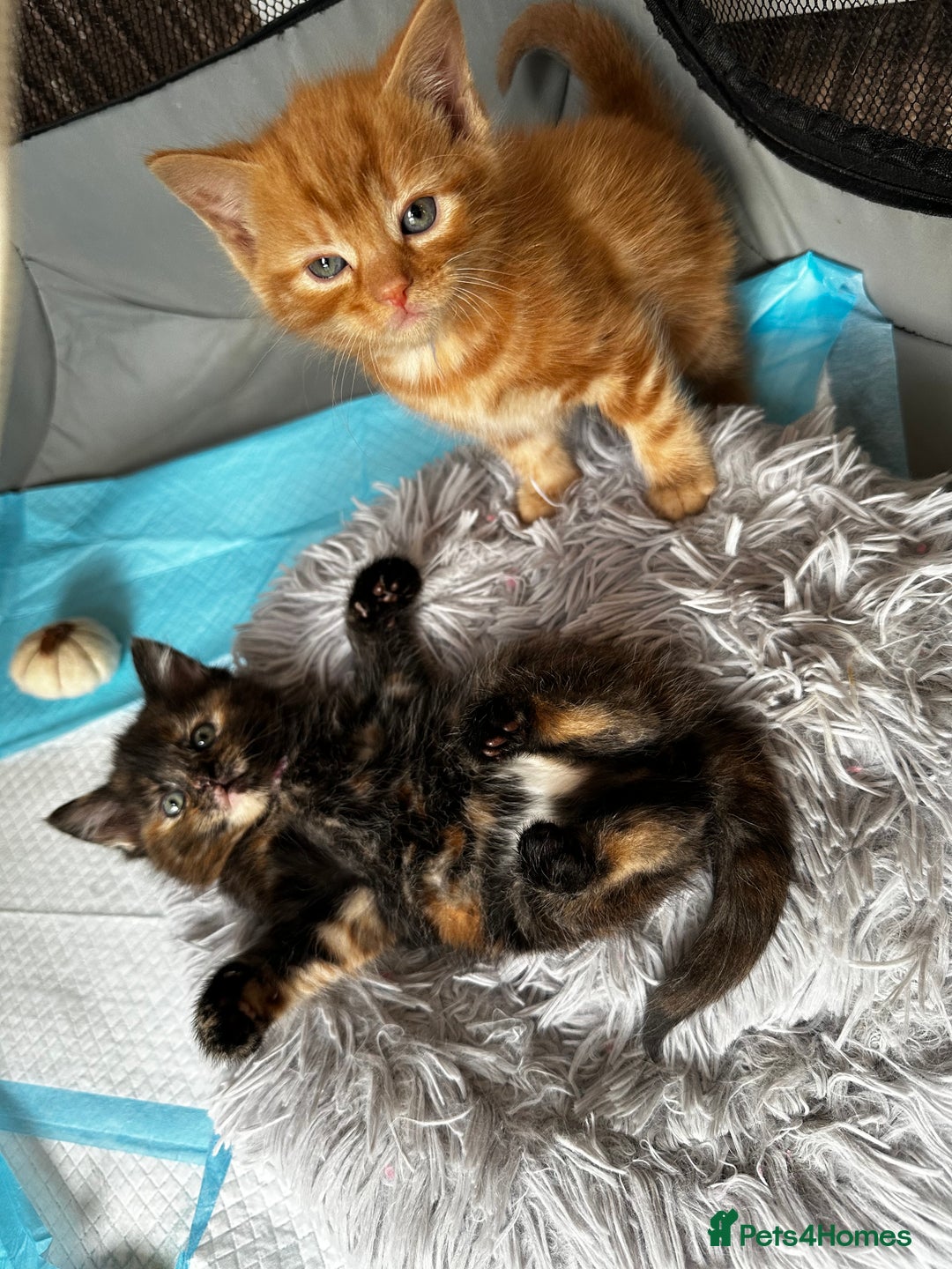 Mixed Breed cats for sale: FOR SALE! Four beautiful fluffy kittens  - Advert 8