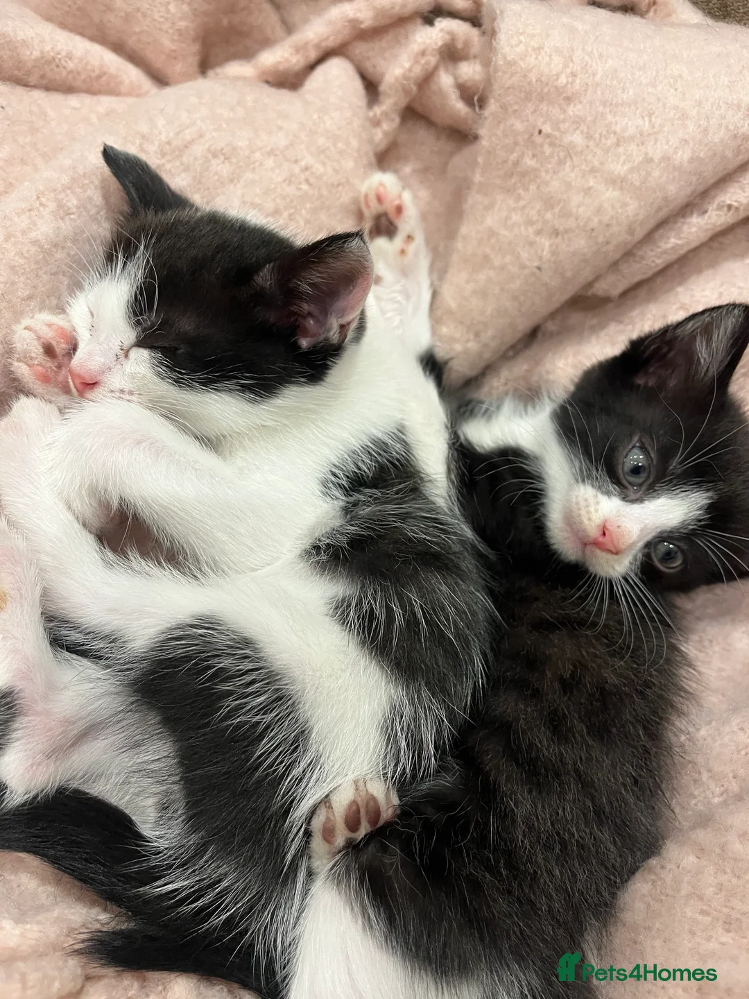 Mixed Breed cats for sale: Adorable Domestic long hair and short hair kittens - Advert 1