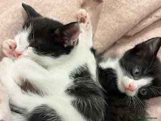 Mixed Breed cats Adorable Domestic long hair and short hair kittens - Advert 1