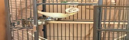 Cockatiels birds for sale: Cockatiel with full setup – loving home  in London - Advert 4