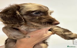 Mixed Breed dogs for sale: 10x Gorgeous Sproodles - Image 8
