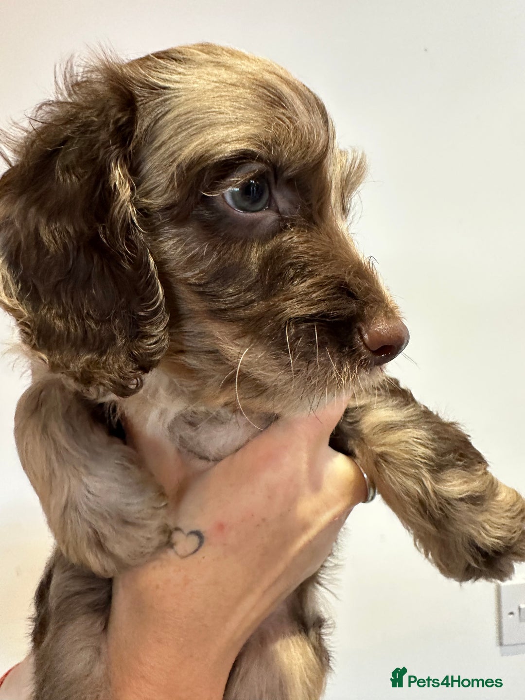 Mixed Breed dogs for sale: 10x Gorgeous Sproodles - Image 8