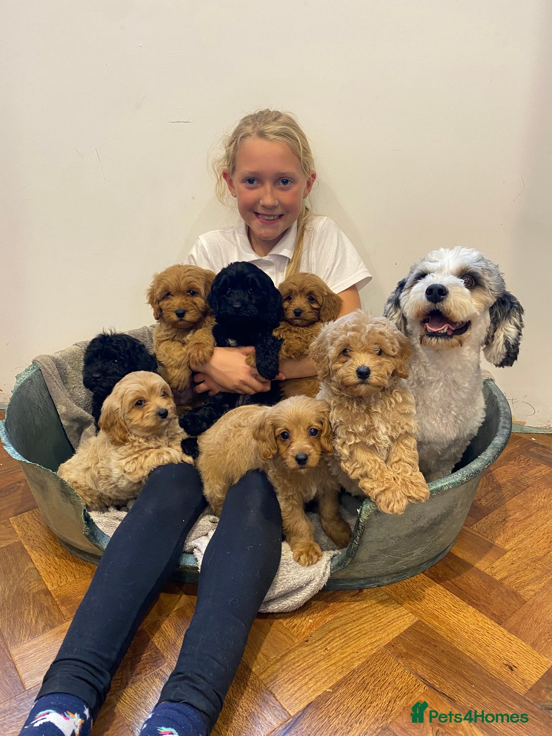 Cavapoochon dogs for sale: Gorgeous litter of Cavapoochon  - Image 5