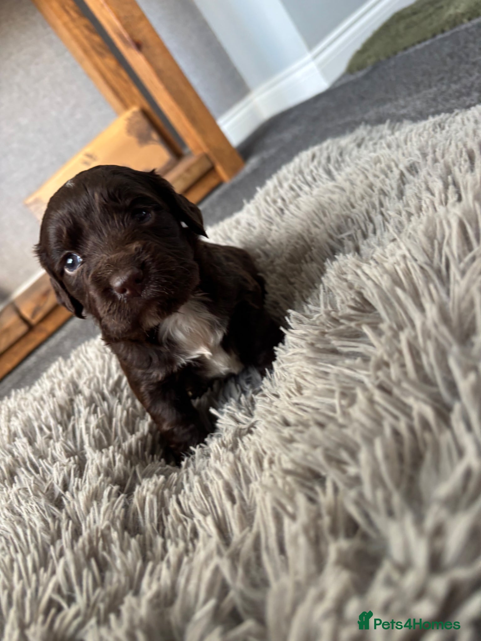 Cocker Spaniel dogs Beautiful cocker spaniel puppy’s - Advert 1