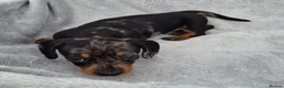 Miniature Dachshund dogs for sale: Stunning KC Reg, PRA Clear dachshund pupies - Advert 11