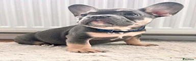 French Bulldog 1