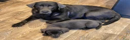 Labrador Retriever dogs for sale: READY NOW - KC, VET CHECK, 1st Vacine 5 🌟LICENCED - Advert 16