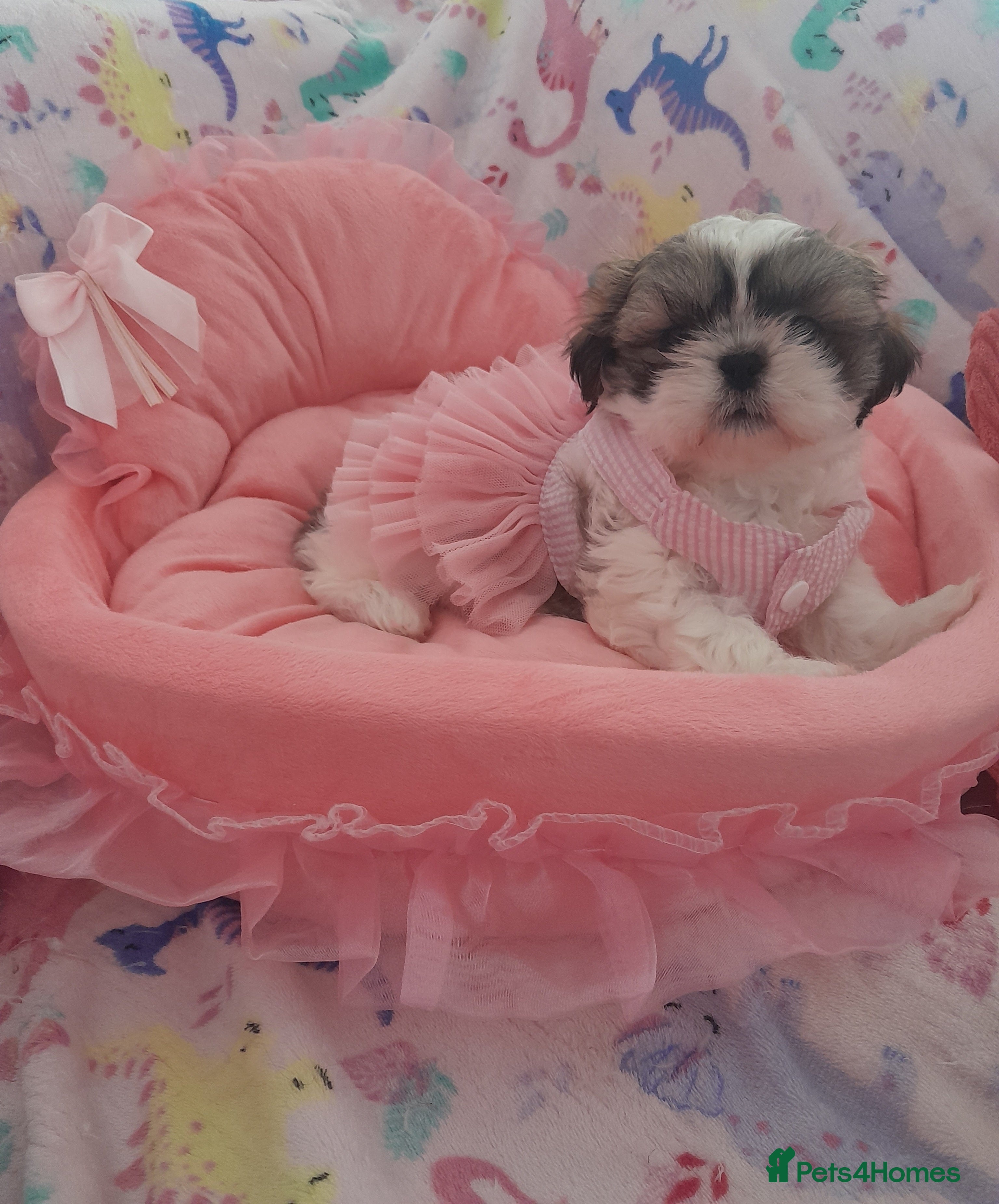 Shih Tzu dogs Shih tzu puppies 🐶🐾 - Advert 9