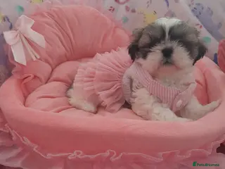 Shih Tzu dogs Shih tzu puppies 🐶🐾 - Advert 9