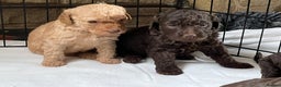 Labradoodle dogs for stud: Chocolate Standard Labradoodle Multigenerational  in Matlock - Advert 24