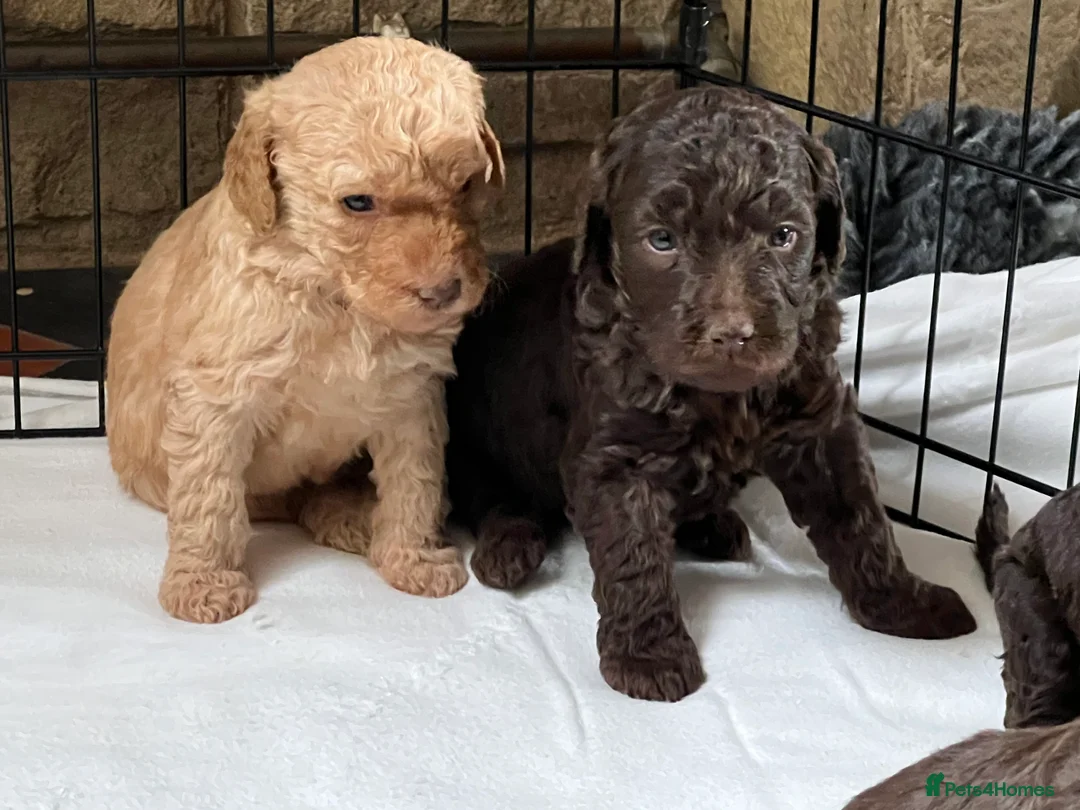 Labradoodle dogs for stud: Chocolate Standard Labradoodle Multigenerational  in Matlock - Advert 26