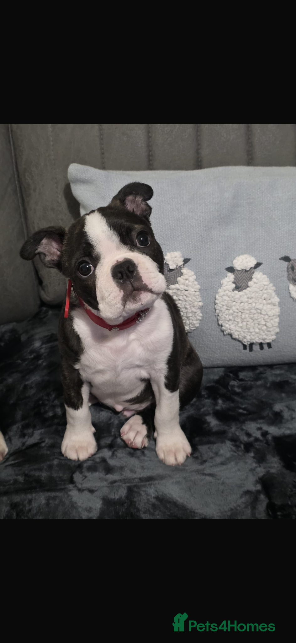 Boston Terrier dogs Stunning Boston Terrier Pups  - Advert 1