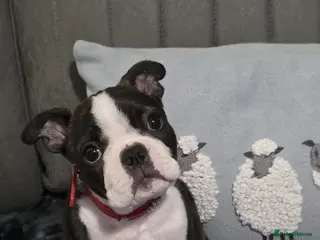 Boston Terrier dogs Stunning Boston Terrier Pups - Advert 4