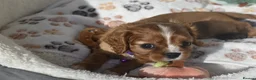Cavalier King Charles Spaniel dogs for sale: FULLY HEALTH TESTED KC CAVALIERS PUPPIES - Advert 13