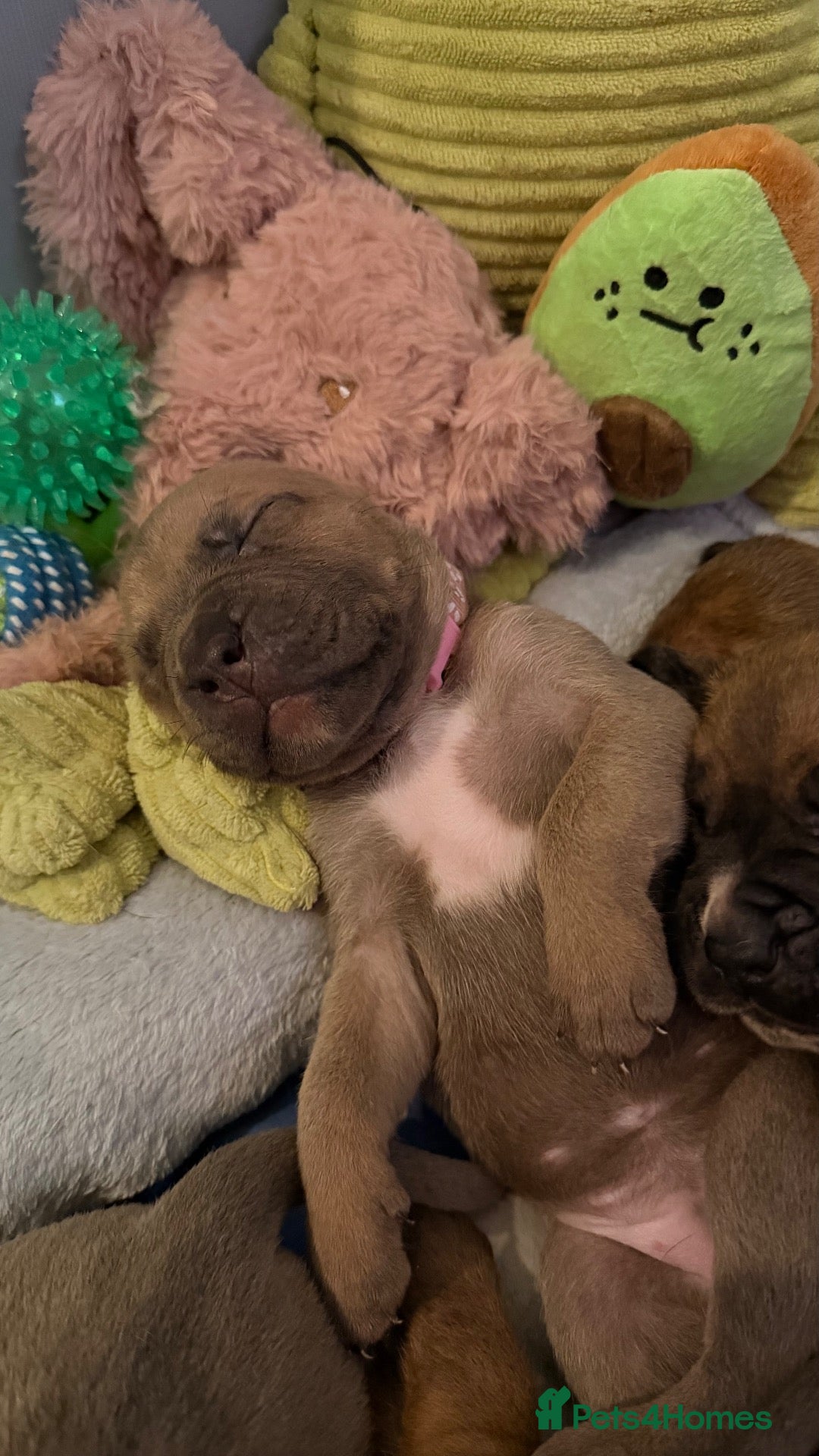 Mixed Breed dogs for sale: Cane Corso Puppy’s  - Advert 12