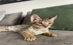 Savannah cats for sale: KIWANGA PEDIGREE F3 SAVANNAH KITTENS  - Image 11