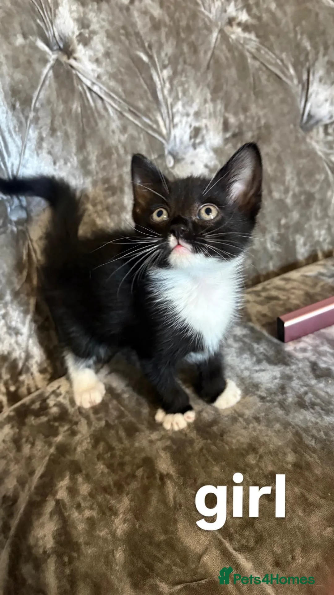 Mixed Breed cats for sale: Kittens for sale in Cradley Heath - Advert 7