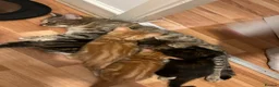Mixed Breed cats for sale: 4 Beautiful Kittens Ready for Their Forever Homes! - Advert 2