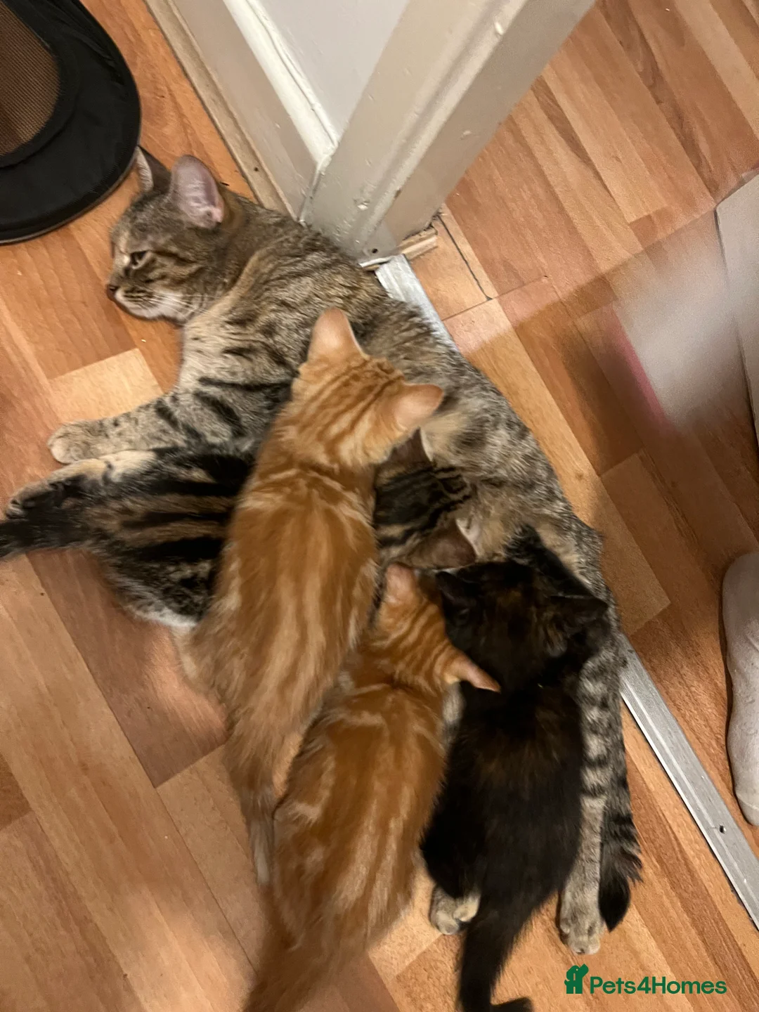 Mixed Breed cats for sale: 4 Beautiful Kittens Ready for Their Forever Homes! - Advert 2