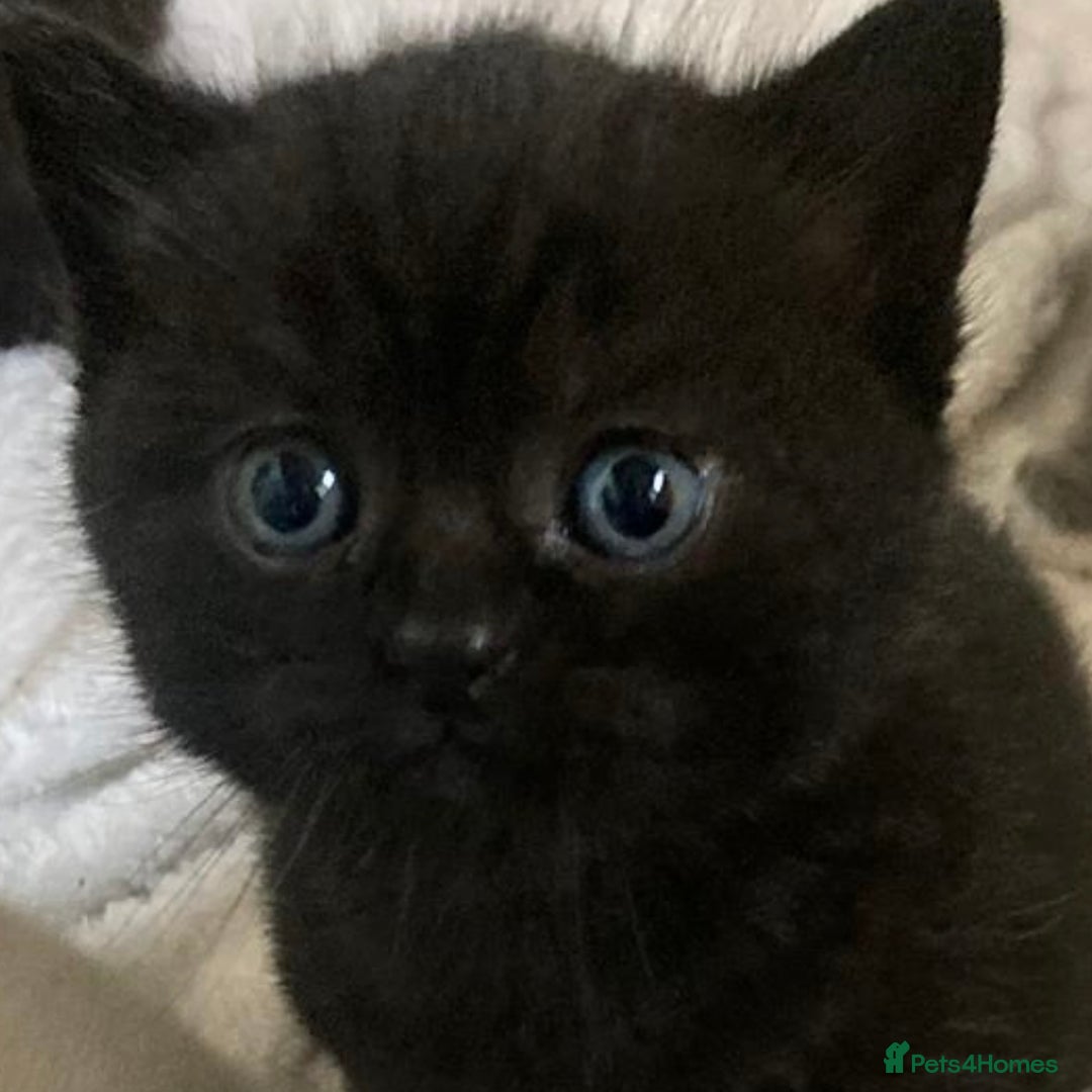 British Shorthair cats for sale: ⭐️Ready 8th Dec⭐️1 left.British Shorthair X Cross - Advert 7