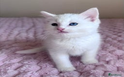 Ragdoll cats for sale: Ragdoll Cross Maine Coon Kitten - Image 12
