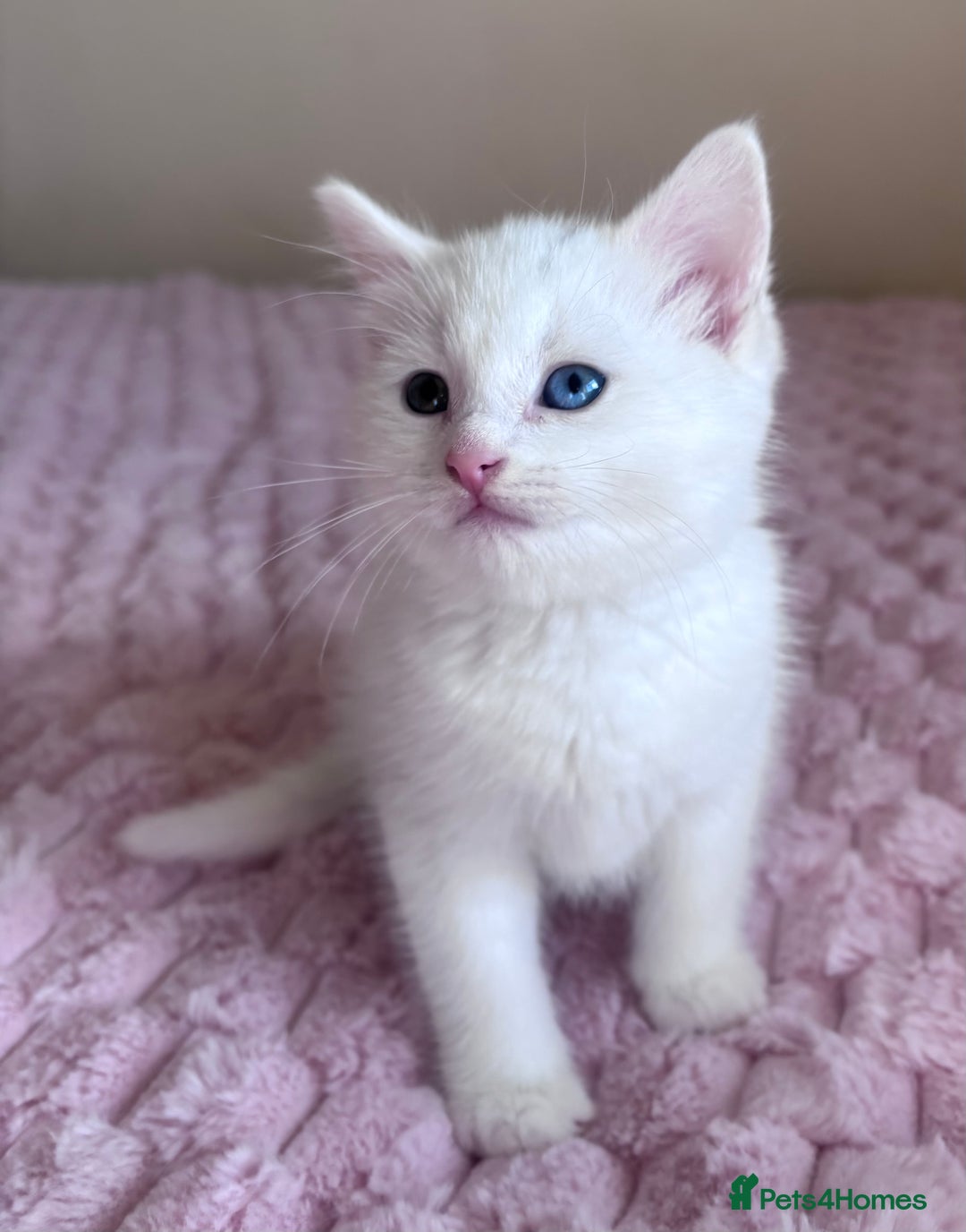Ragdoll cats for sale: Ragdoll Cross Maine Coon Kitten - Image 12