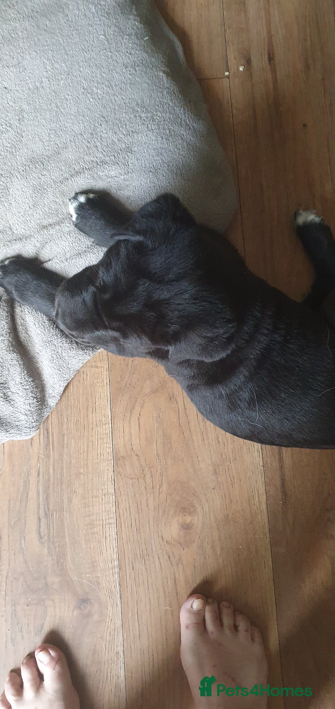 Mixed Breed dogs for sale: 3 beautiful bitches - Image 1
