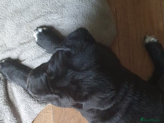 Mixed Breed dogs - Advert 13