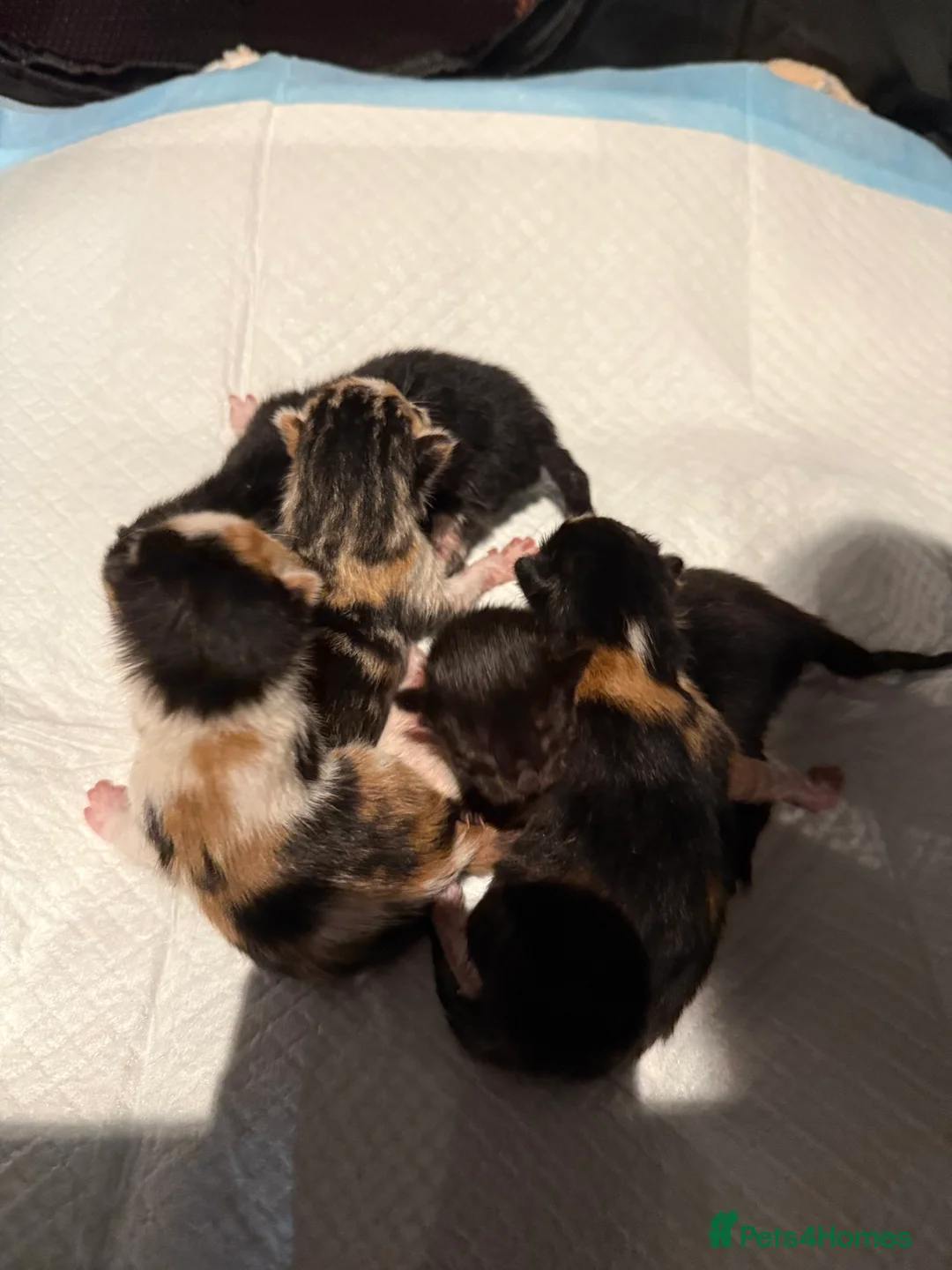 Mixed Breed cats for sale: Tortishell /cailco kittens  - Advert 5