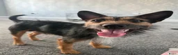 Jack Russell dogs for sale: 1 year old black and tan Jack Russell in Newcastle upon Tyne - Advert 1