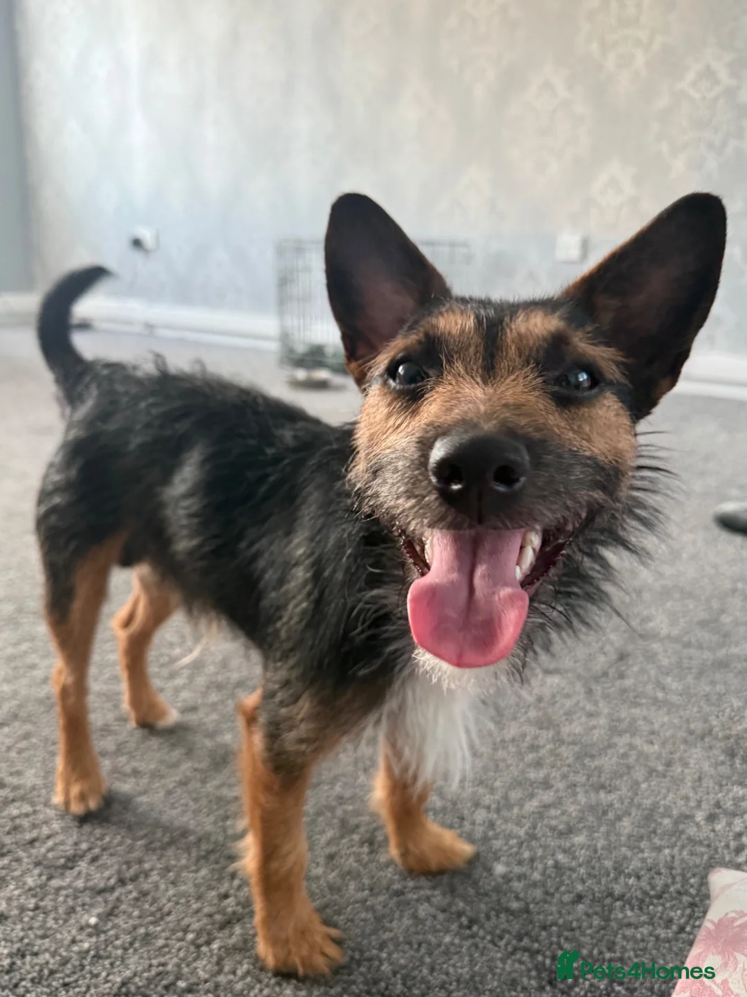 Jack Russell dogs for sale: 1 year old black and tan Jack Russell in Newcastle upon Tyne - Advert 1